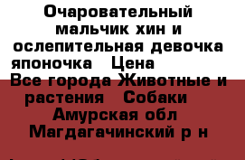 Очаровательный мальчик хин и ослепительная девочка японочка › Цена ­ 16 000 - Все города Животные и растения » Собаки   . Амурская обл.,Магдагачинский р-н